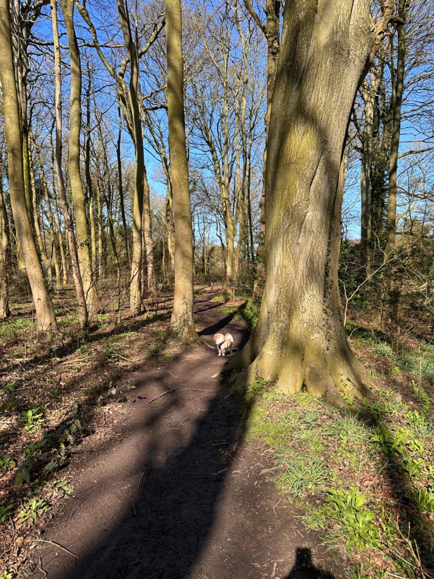 Max'S Woodland Lodge Bridlington Eksteriør billede